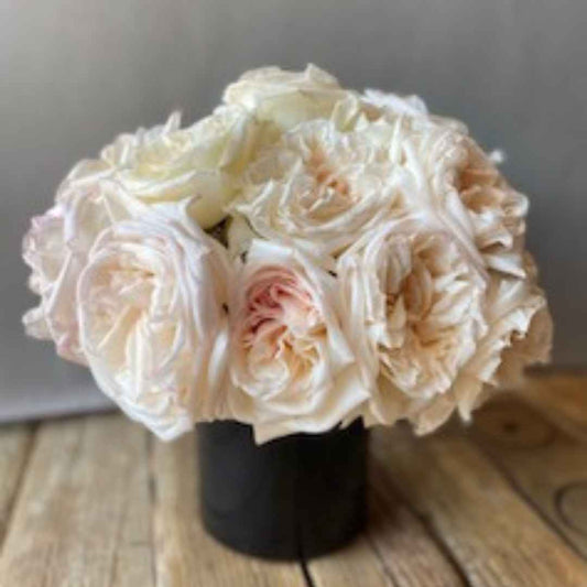 Diseño de rosas White Ohara "Peace"